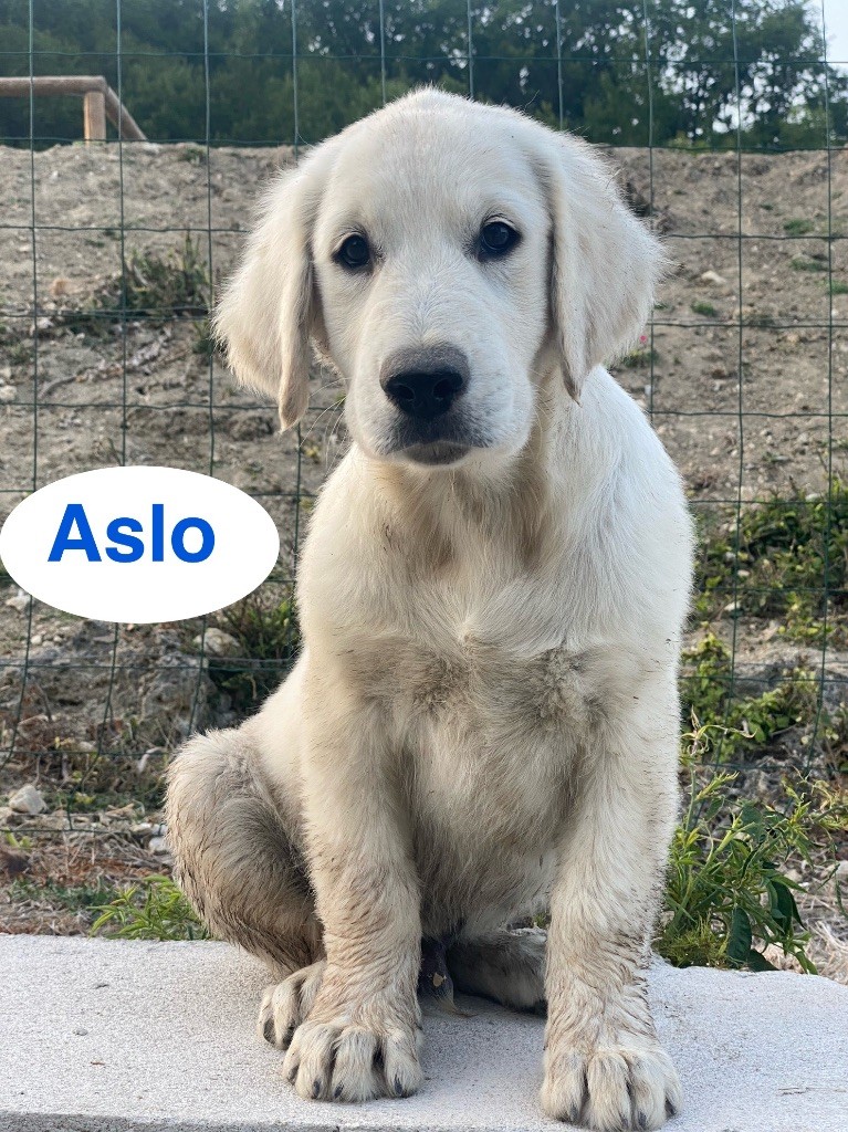 Du Clos De Compostelle - Chiots disponibles - Golden Retriever