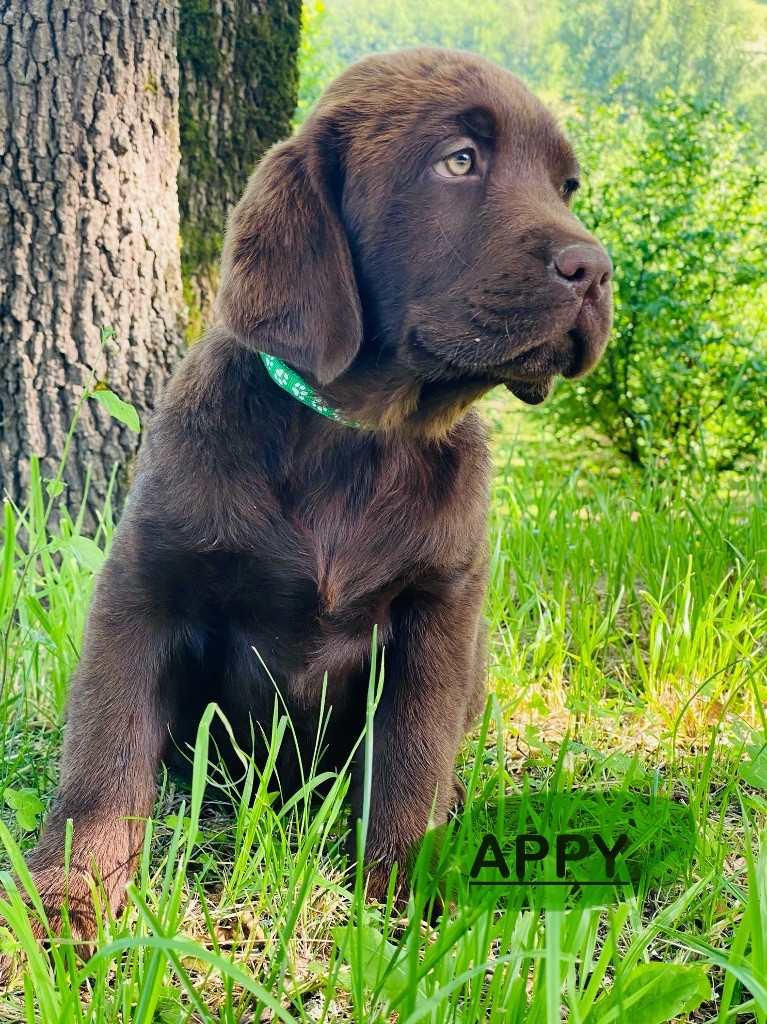 Du Clos De Compostelle - Chiots disponibles - Labrador Retriever