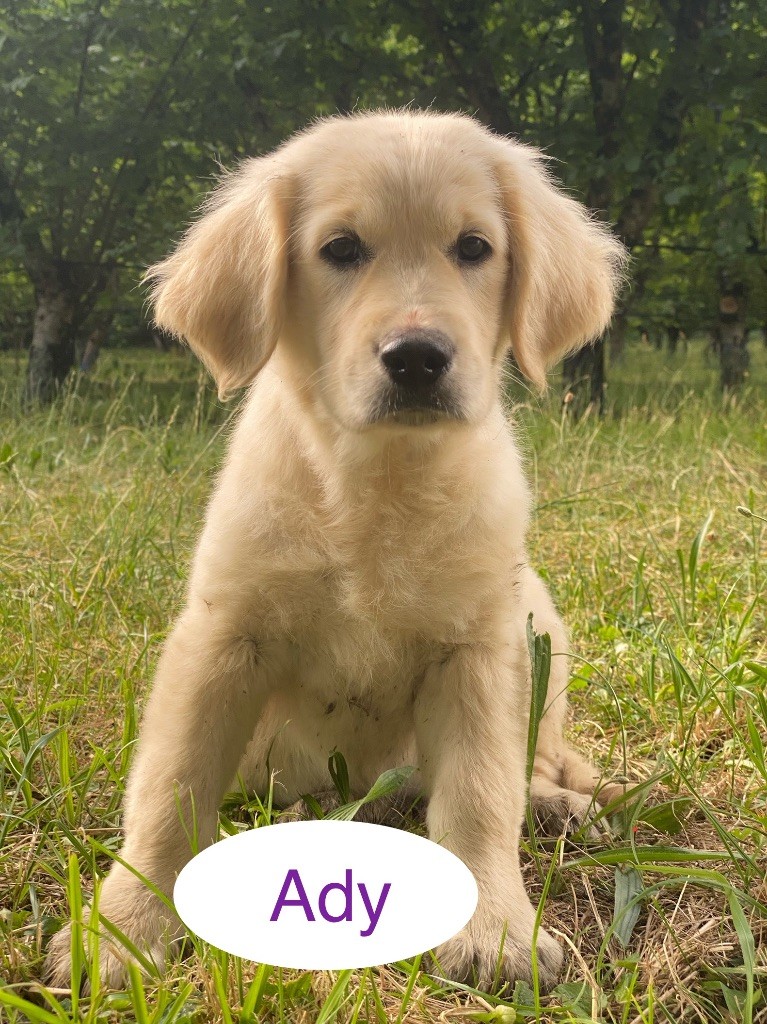 Du Clos De Compostelle - Chiots disponibles - Golden Retriever