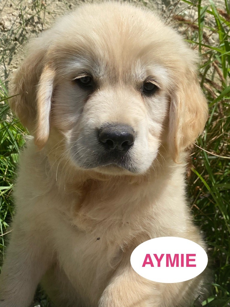 Du Clos De Compostelle - Chiots disponibles - Golden Retriever
