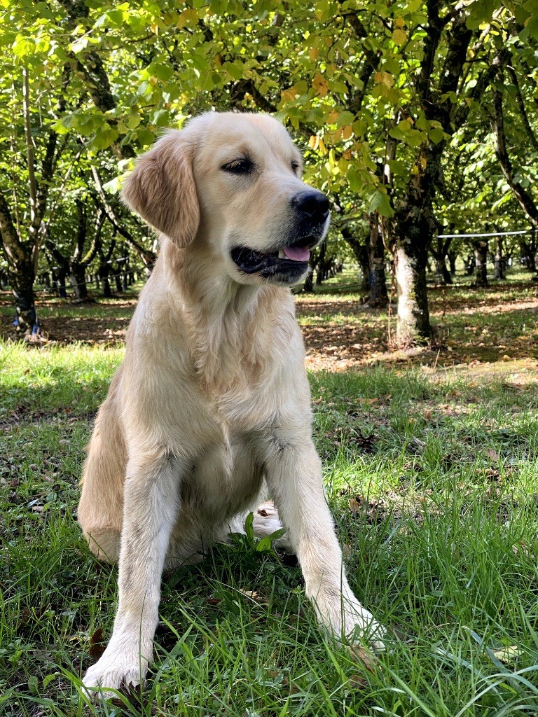 Du Clos De Compostelle - Chiots disponibles - Golden Retriever