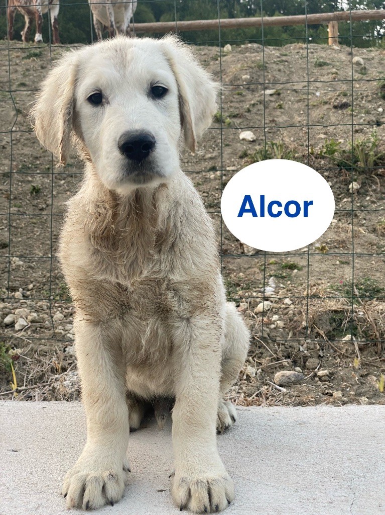 Du Clos De Compostelle - Chiots disponibles - Golden Retriever